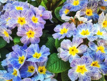 Close-up of daisy flowers