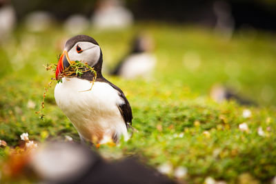 puffin with a