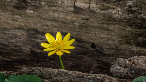 Close-up of yellow flowering plant