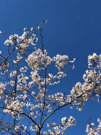 Low angle view of cherry blossom against blue sky