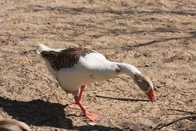 High angle view of seagull on land