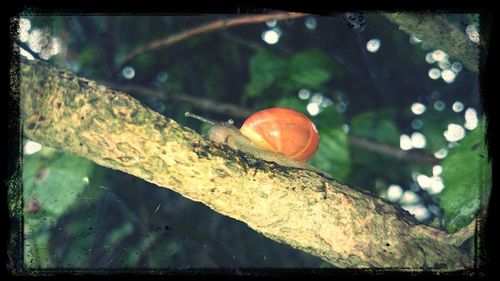 Close-up of snail on white surface