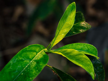 Close-up of fresh green leaves