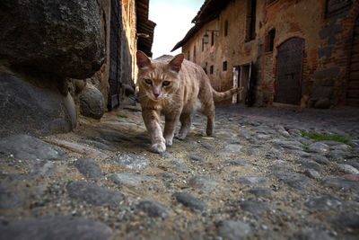 Cat outdoors