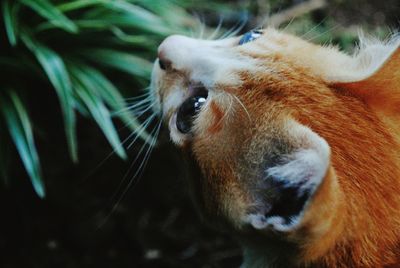 Close-up of a cat