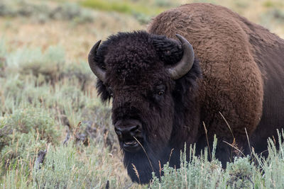 Bison portrait