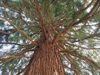 Low angle view of pine tree