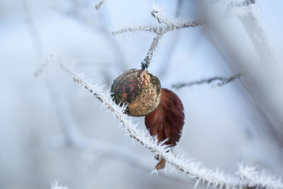 Close-up of frozen plant