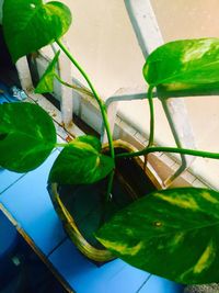 Plants growing in sunlight