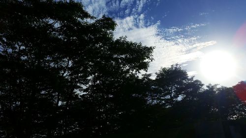 Low angle view of trees against sky