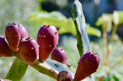 Close-up of water drops on fruit