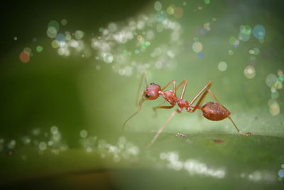 Close-up of insect on leaf