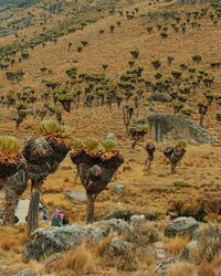 Hikers taking a rest in the scenic mackinders valley, mount kenya national park