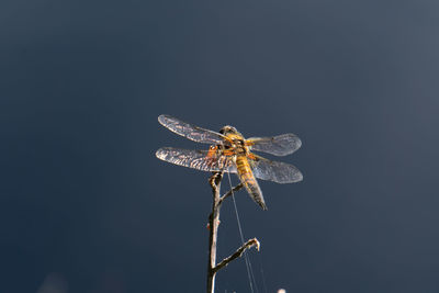 Close-up of dragonfly on plant