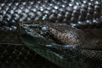 Close-up of turtle in zoo