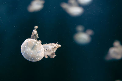 Close-up of jellyfish in water