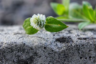 This is a knob flower which is a species of flowering plant of the genus gomphrena