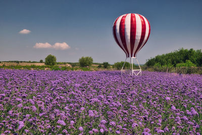 Purple flowering plants on field against sky