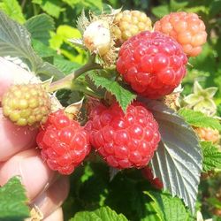 Close-up of strawberries