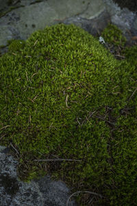 High angle view of moss growing on rocks