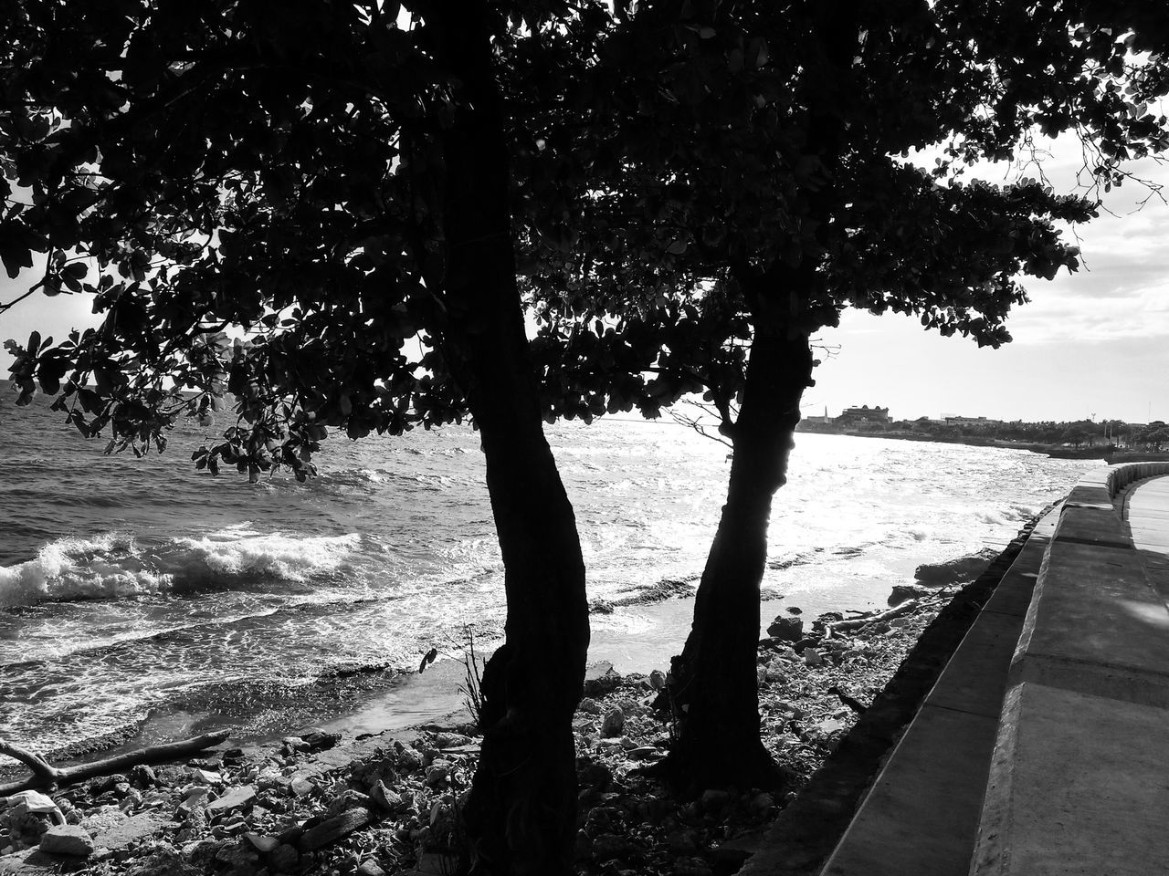 tree, plant, nature, water, day, beauty in nature, sky, scenics - nature, tranquility, tree trunk, trunk, growth, land, outdoors, no people, tranquil scene, sea, architecture, beach