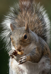 Close-up of squirrel