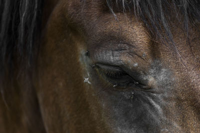 Close-up of a horse