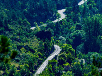 High angle view of road amidst trees in forest