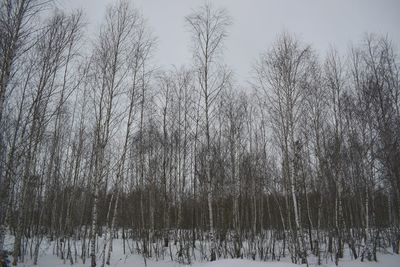 Close-up of trees in snow against sky