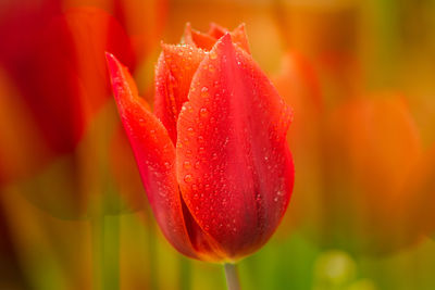 Close-up of wet red rose flower