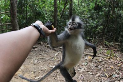 Thomas leaf monkey at mount leuser national park, in north sumatra province, indonesia. 