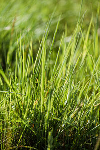 Close-up of grass growing on field