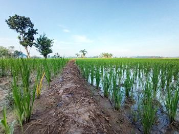 Scenic view of agricultural field against sky