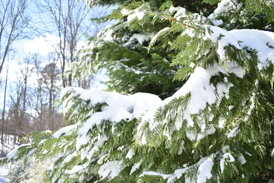 Snow covered trees against mountain