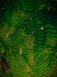 High angle view of green landscape