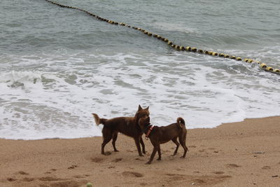 Dog standing on beach