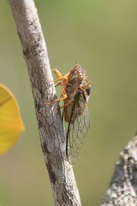 Close-up of insect on tree trunk