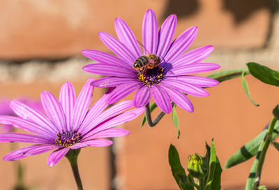 Close-up of purple flowers