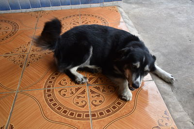 High angle view of dog sleeping on floor