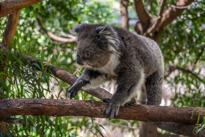 Lovely koala holding tree in melbourne zoo, australia