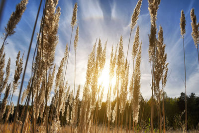 Panoramic view of trees growing on field against sky