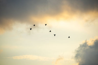 Low angle view of birds flying in sky