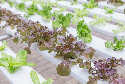 High angle view of flowering plant on table