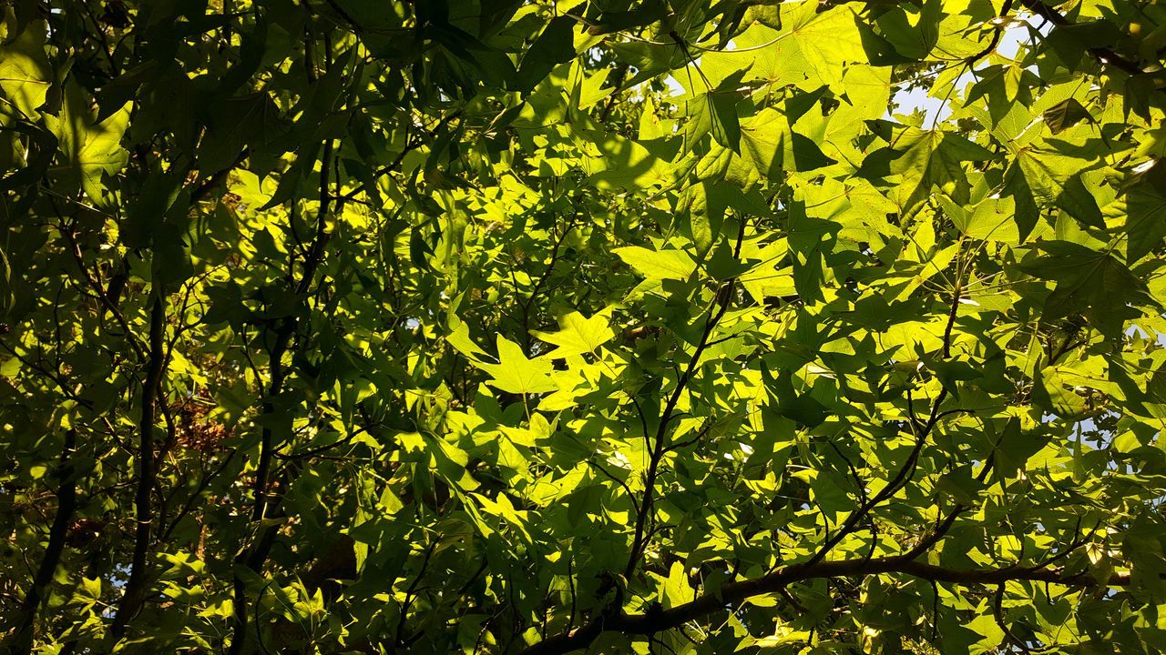 yellow, no people, nature, low angle view, growth, backgrounds, beauty in nature, outdoors, tree, close-up, day