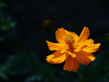 Close-up of yellow flower blooming outdoors