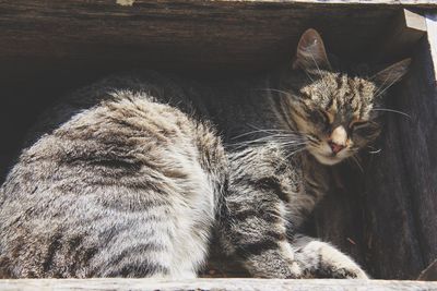 Close-up of a cat