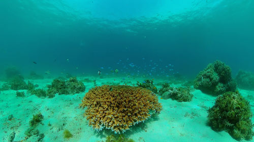 Fish swimming in sea