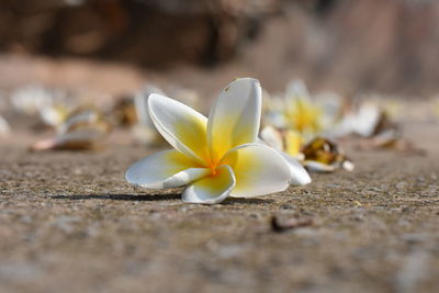 Close-up of white crocus flower