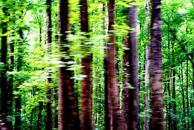 Full frame shot of bamboo trees in forest