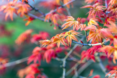 Close-up of red flowering plant during autumn